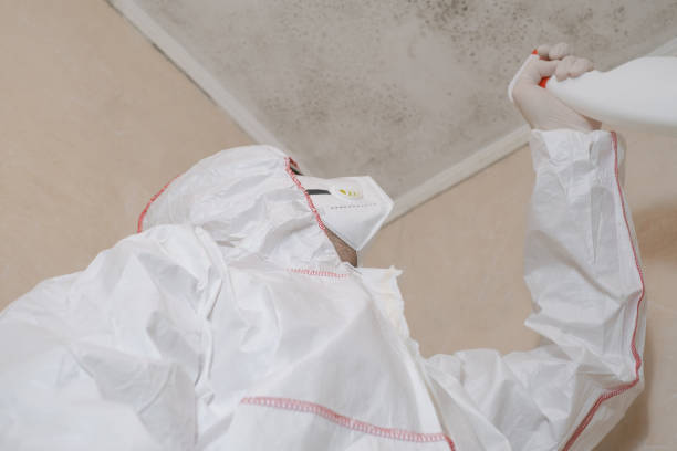 Best Mold Remediation  in Cullowhee, NC