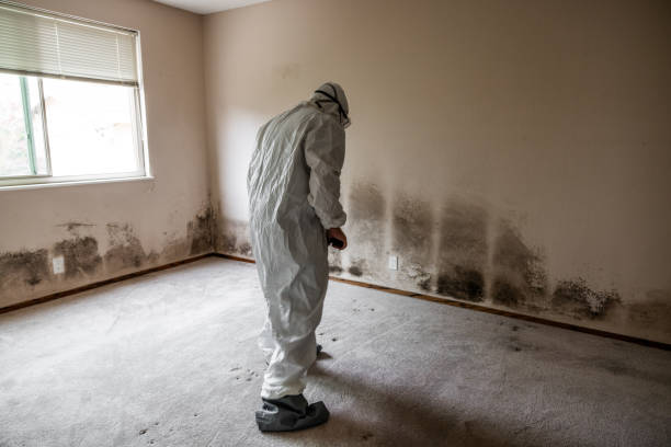 Best Best Mold Removal Companies  in Cullowhee, NC